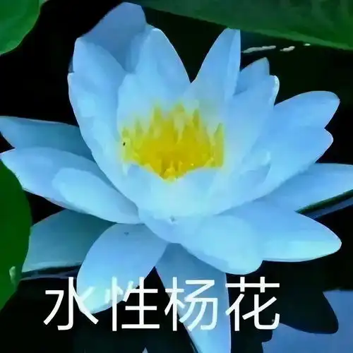 女星知三当三,终遭反噬的瓜
