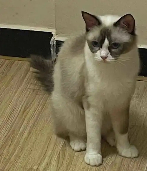 刘亦菲和渣男离婚后,他俩养的猫怎么样了网友判给我了

