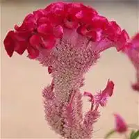 微信鸡冠花头像高清鸡冠花花朵图片大全
