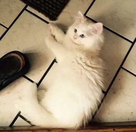 老爸养的猫和狗,差别待遇太明显,狗子你为什么抱着猫就拍猫屁