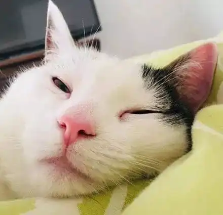 主人给喵p了个蜜汁假笑,太魔性了有木有
