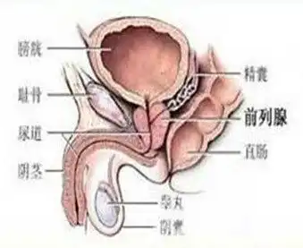 前列腺炎会影响生育吗
