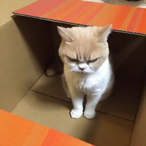 我算是被绿了吗
