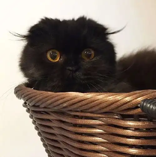 这只黑猫竟然可以长得如此可爱
