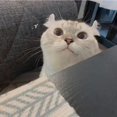 2020好看的狗狗微信头像萌猫可爱头像大全
