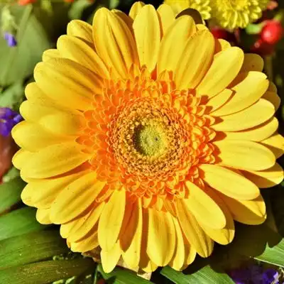 颜色鲜艳的非洲菊花朵微信头像图片
