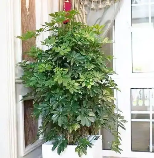 客厅见树,家兴人旺这6种吉利树,再穷也要养一盆,寓意好,显高档植株观叶枝干金钱树盆栽植物网易订阅
