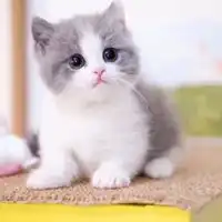 英短头像蓝白英短猫咪头像
