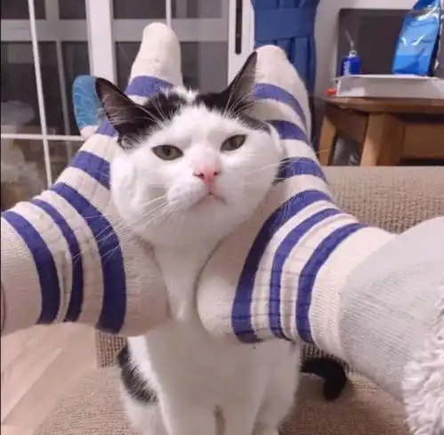情侣头像猫柯基