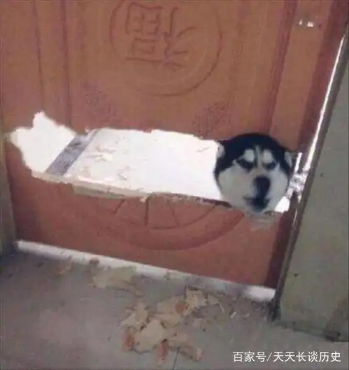经典搞笑gif图我们一起学猫叫,一起喵喵喵,我就想撒娇
