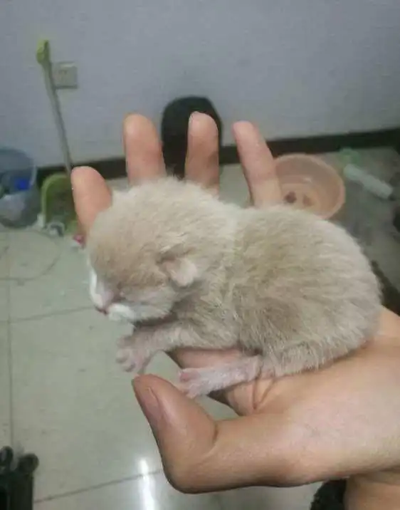 男生宿舍里来了一只母猫,第二天这只猫咪生了一窝猫宝宝
