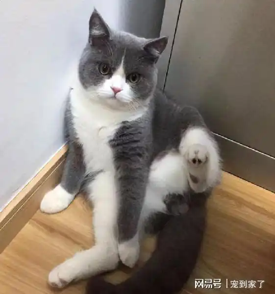 英短为什么会遭人嫌弃网友养了之后想换猫
