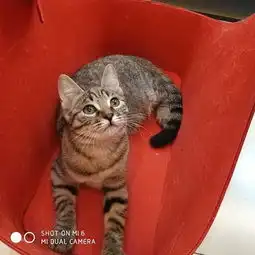 上海有爱伐
