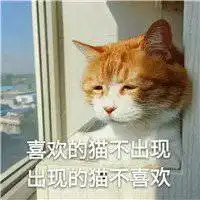 搞笑的橘猫头像超好看的可爱橘色猫咪微信头像
