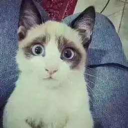 这个猫是什么品种呀
