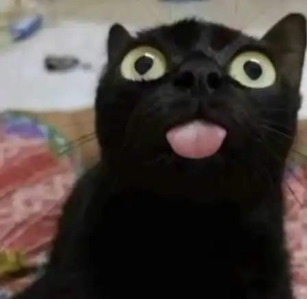 一只很多人拿来做头像的猫,曾被网友以为是假猫,网友是魔鬼吗
