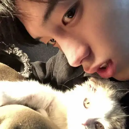 今日份推荐的可爱抱猫男头
