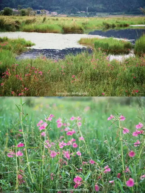 比大理安静,比丽江自然数次登上杂志的云南小城,金秋美成银杏王国
