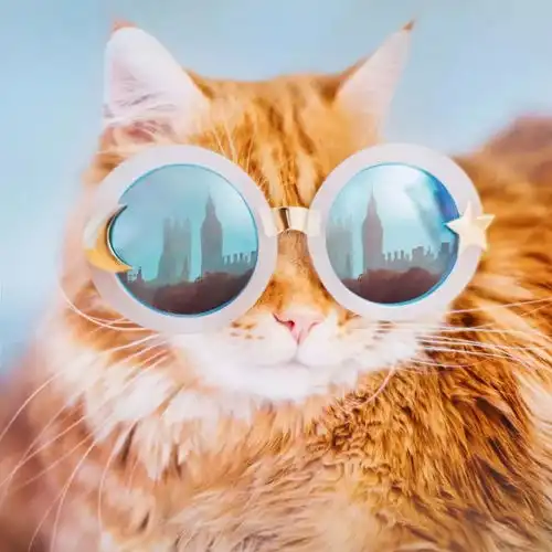 猫事跟着ins网红摄影师学拍猫
