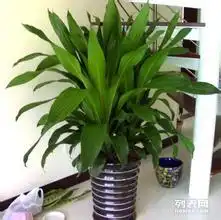 深圳龙华别墅,家居绿植销售及园林设计
