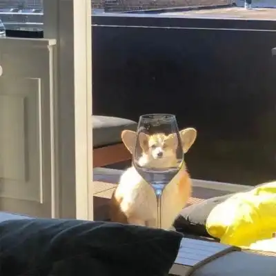 狗狗图片
