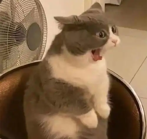 单身狗必备的微信头像
