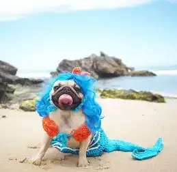 澳大利亚八哥犬可爱装扮走红网络
