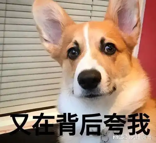 柯基搞笑头像