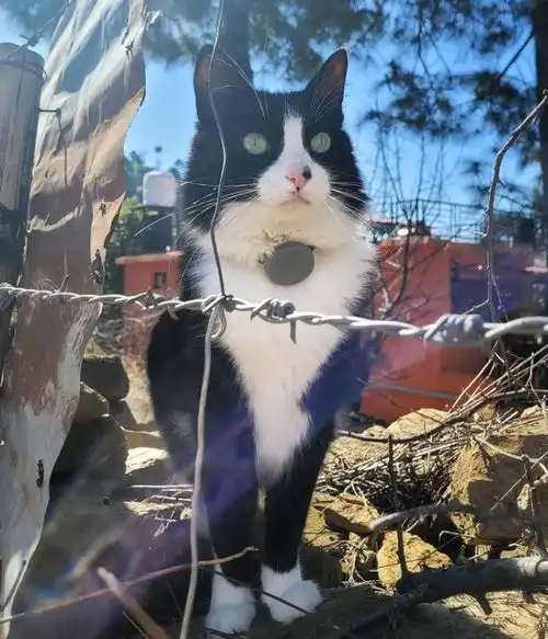 男子捡到受伤的流浪小猫,猫咪化身贴身保镖,陪他去了十多个国家
