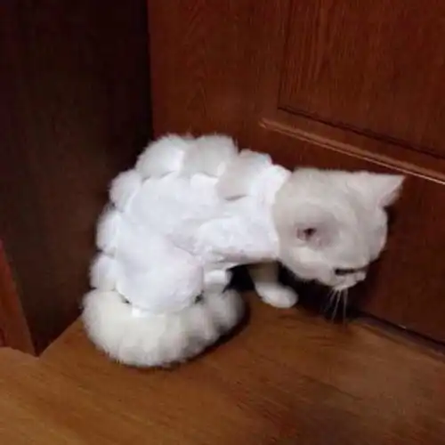 男主将猫咪送去做造型,数小时去接它时,猫咪却不愿跟他走了
