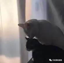 朋友圈背景图,抖音封面图
