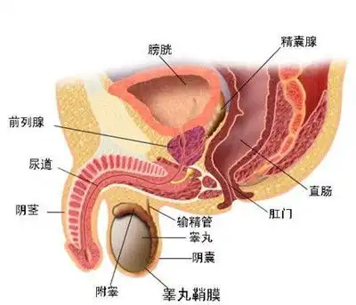 怎样治疗前列腺囊肿
