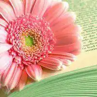 搜好看的植物花卉头像图片微信头像图片大全
