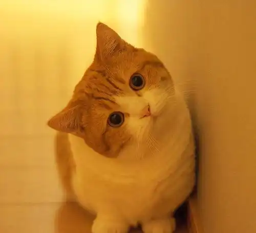 猫咪眼屎多的原因都有哪些呢该怎么办
