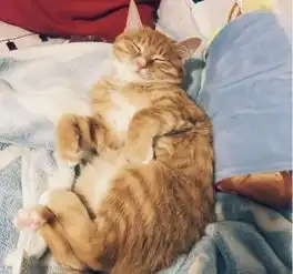 普贝斯一只猫抢主人的床还抢主人的男朋友
