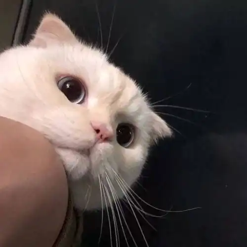 这类猫猫,因为基因缺陷患上罕见怪病,终其一生痛苦不堪
