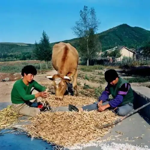 东北人30年前和30年后的区别,你敢反驳吗
