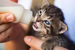 动物,动物爱好者,动物摄影,猫,特写镜头,家猫,喂食,猫科动物,猫科动物,焦点,多毛,手,小猫,小猫,哺乳动物,牛奶,人,宠物,斑猫,胡须,幼仔
