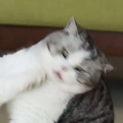 沙雕猫咪情侣头像不沙雕不要钱
