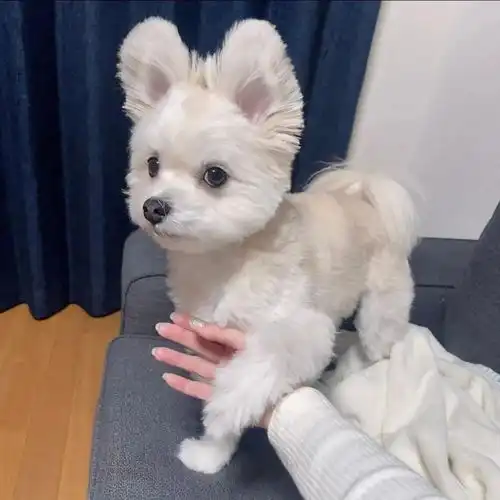 狗叫猫咪,猫咪叫鹦鹉,鹦鹉叫儿子,儿子叫于谦
