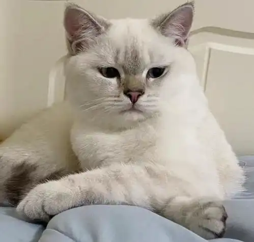 网易严选猫粮就一定没有进口猫粮香吗