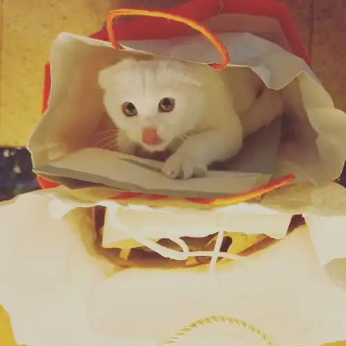帮我家可爱的母猫相亲
