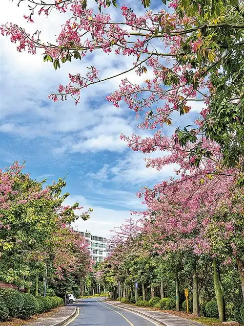 美丽异木棉竞相盛放粉红花海点缀龙华街头
