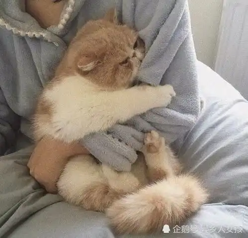 能和你养一只猫,牵一条狗去溜公园,这辈子也满足了网易云热评
