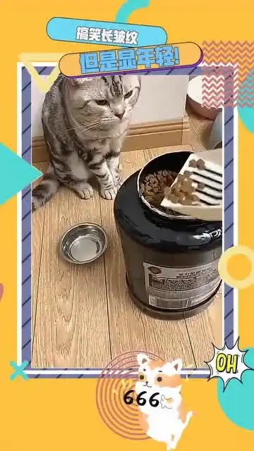 以前给猫一盆猫粮,自从跟男朋友分手后,一粒我都不舍得给它