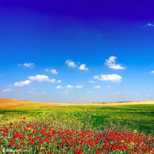 戊戌年婚宫动,能喜结良缘的生肖
