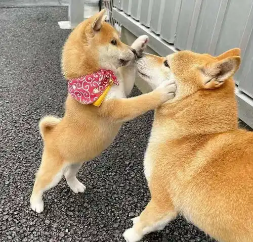 我家柴犬不听话咋办千万别再打毛孩子了这样教他
