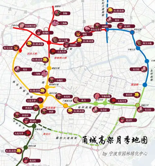 宁波高架上月季总量已近29万盆都姓甚名谁
