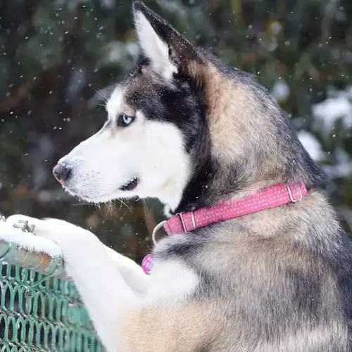 二哈也能当搜救犬这只哈士奇颠覆了我的认知
