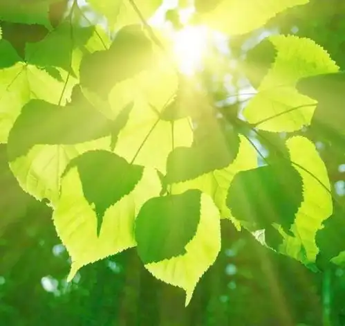 明日立冬,春城依旧
